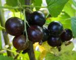 BlackCurrant 150.jpg